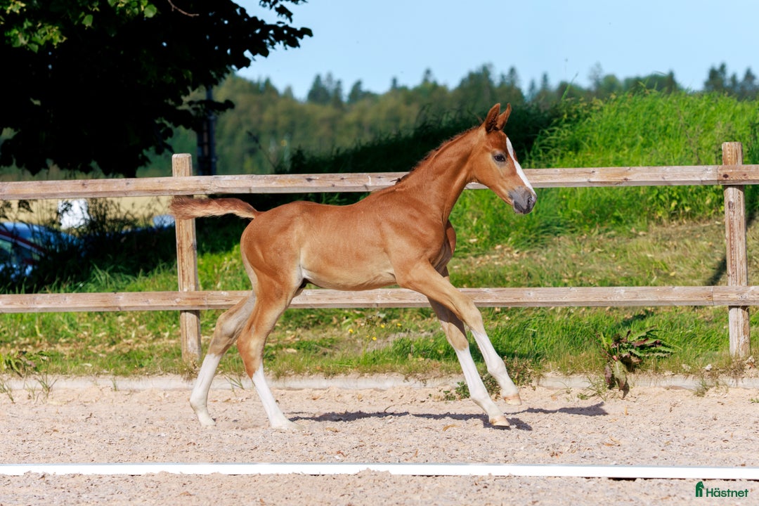 Hoppning hästar till salu: Hingstföl med meriterat möderne i Säter - Annons 1