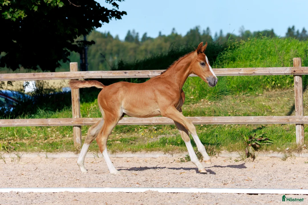 Hoppning hästar till salu: Hingstföl med meriterat möderne i Säter - Annons 1