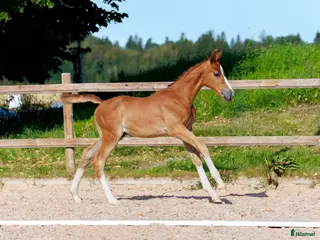 hästar Hingstföl med meriterat möderne i Säter - Annons 16