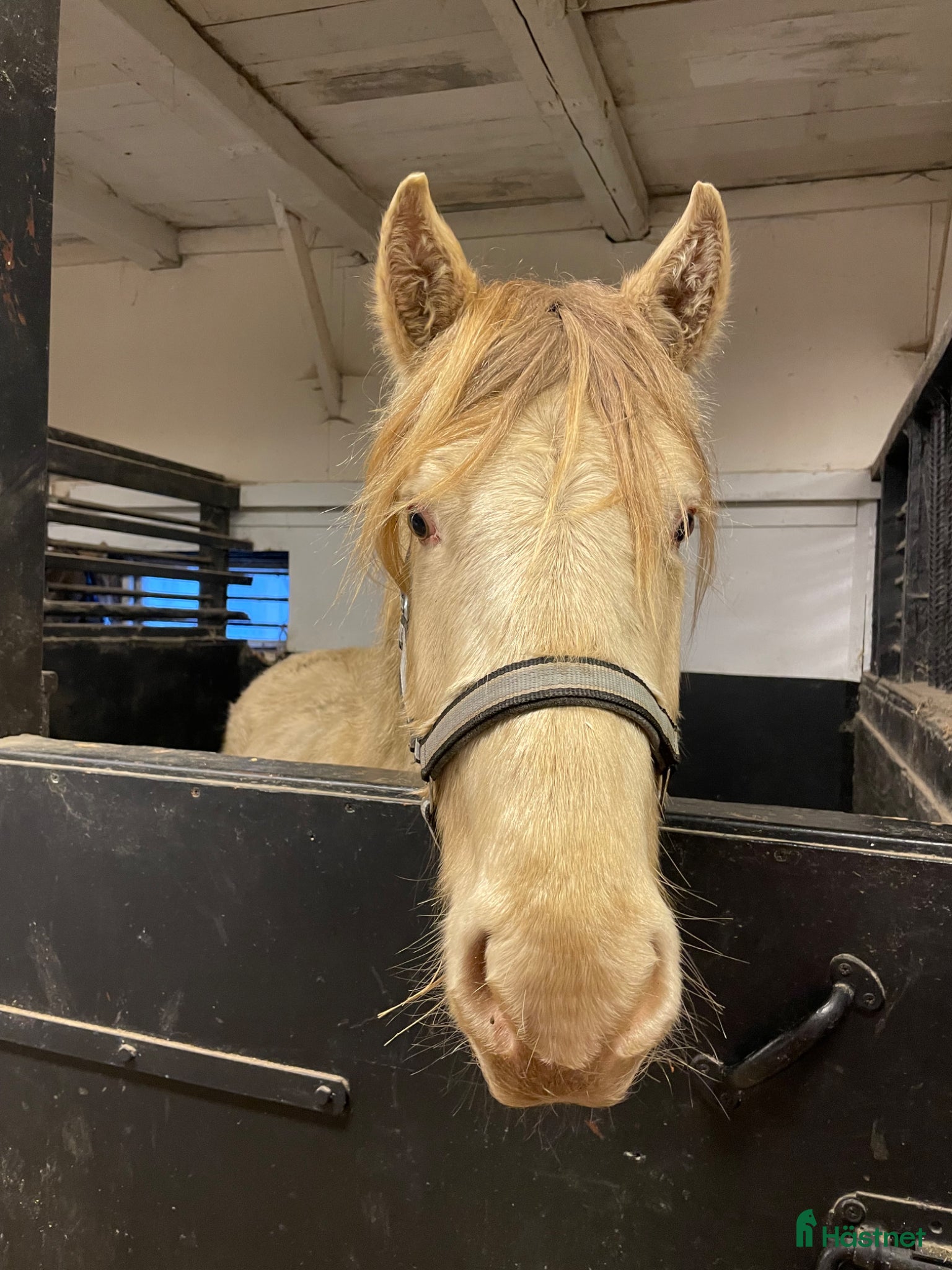  hästar Tre årig hingst av rasen rocky mountain - Annons 11