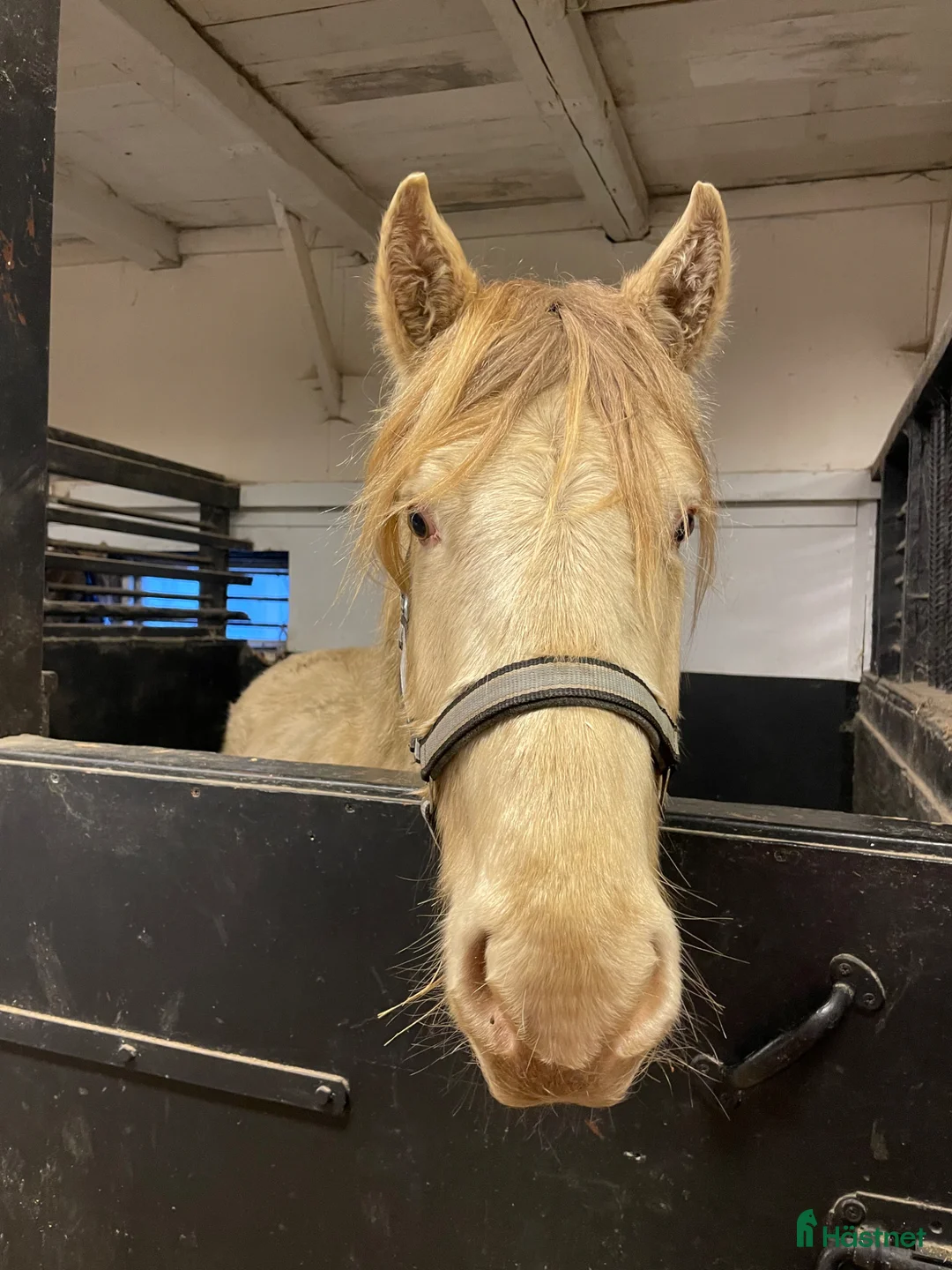 Allround hästar till salu: Tre årig hingst av rasen rocky mountain - Annons 1