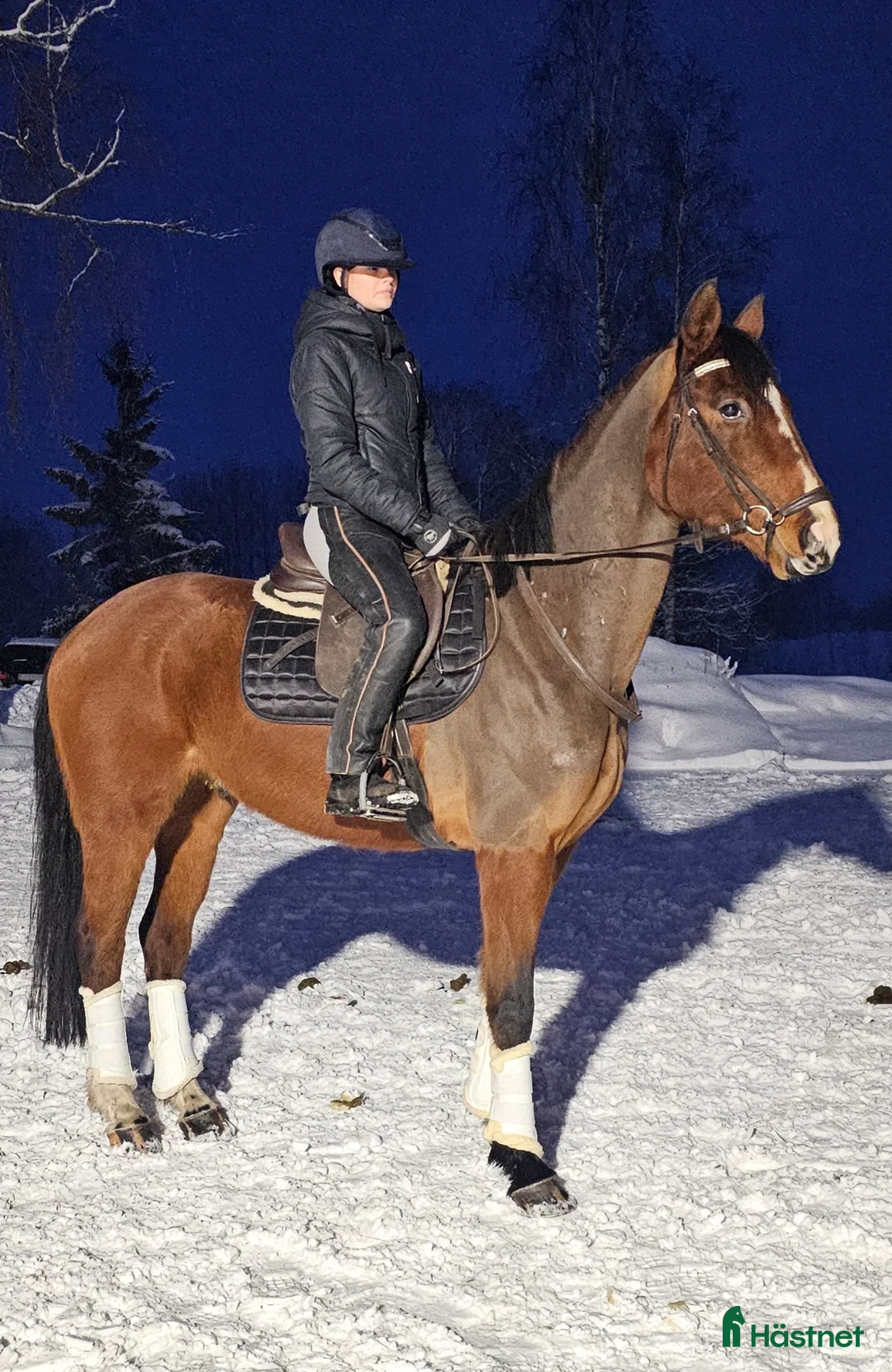 Dressyr hästar till salu: Utvecklingsbar & social kille med det lilla extra. - Annons 2