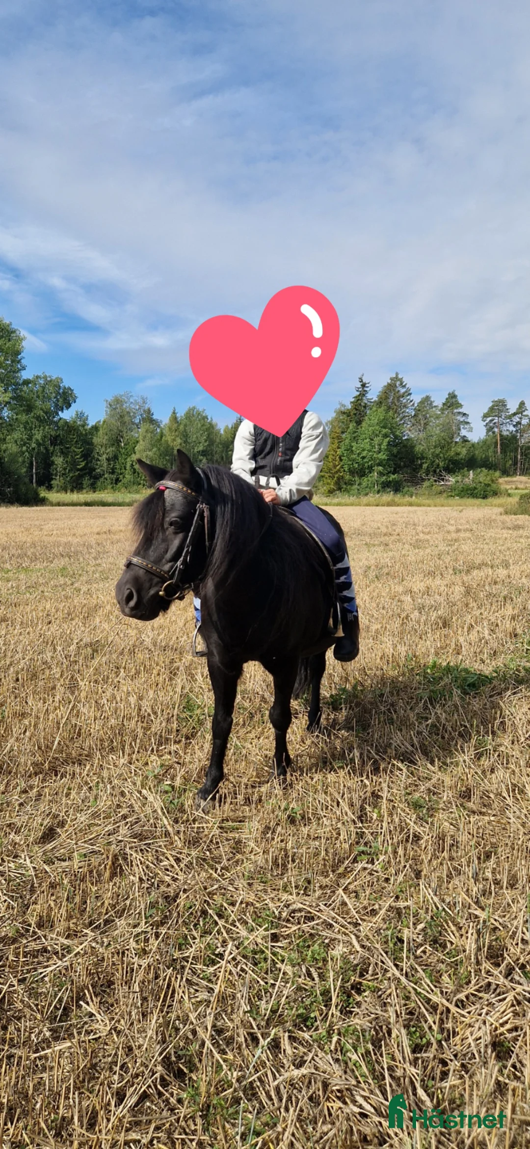  medryttarhäst finnes: Medryttare sökes till snäll shettis  - Annons 1