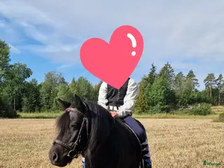 medryttarhäst finnes: Medryttare sökes till snäll shettis - Annons 8