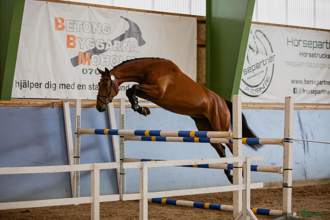 Hoppning hästar till salu: 5-årig SWB i Gullspång - Annons 1