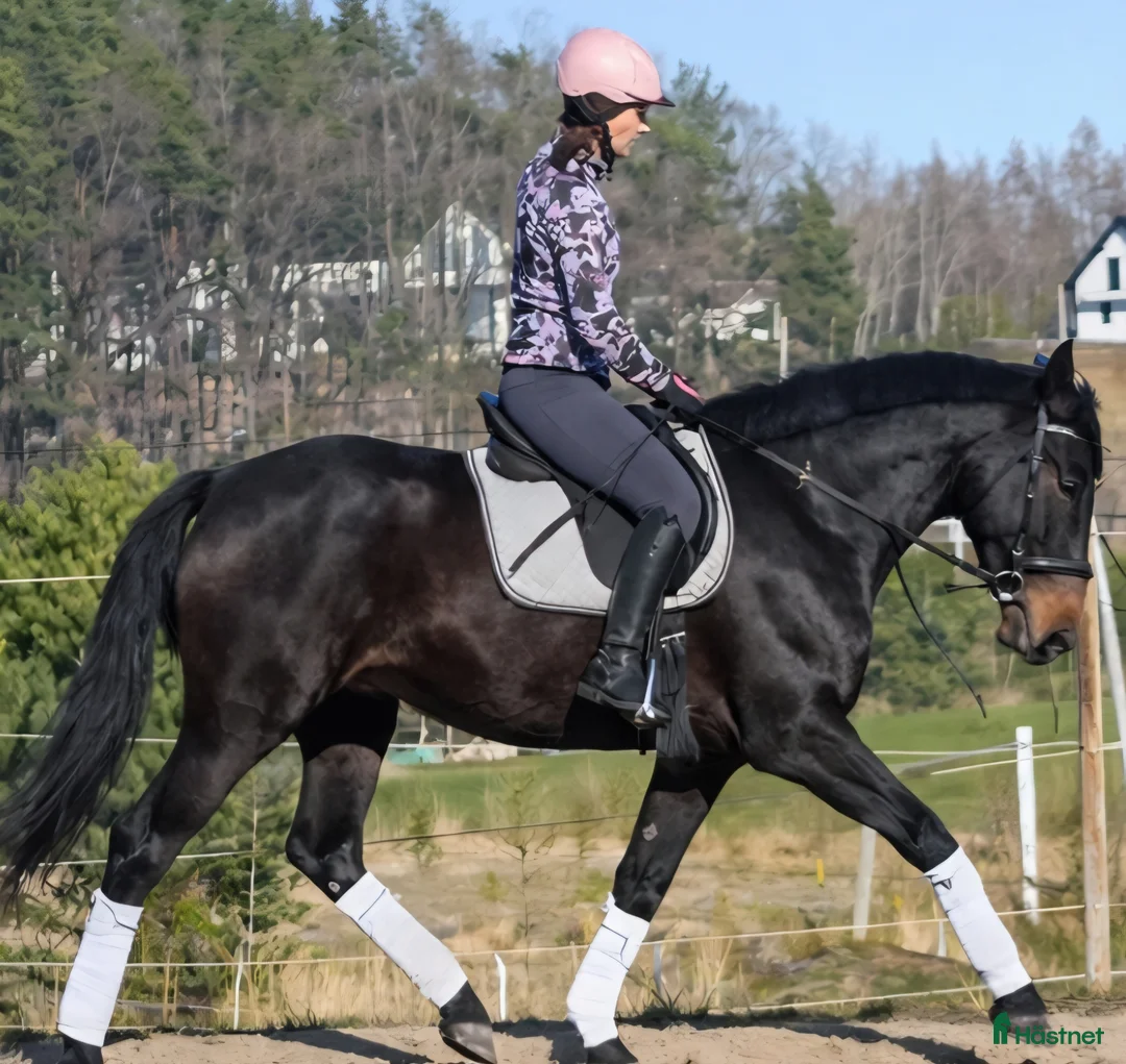 Allround hästar till salu: Your Next Adventure Partner  - Annons 2