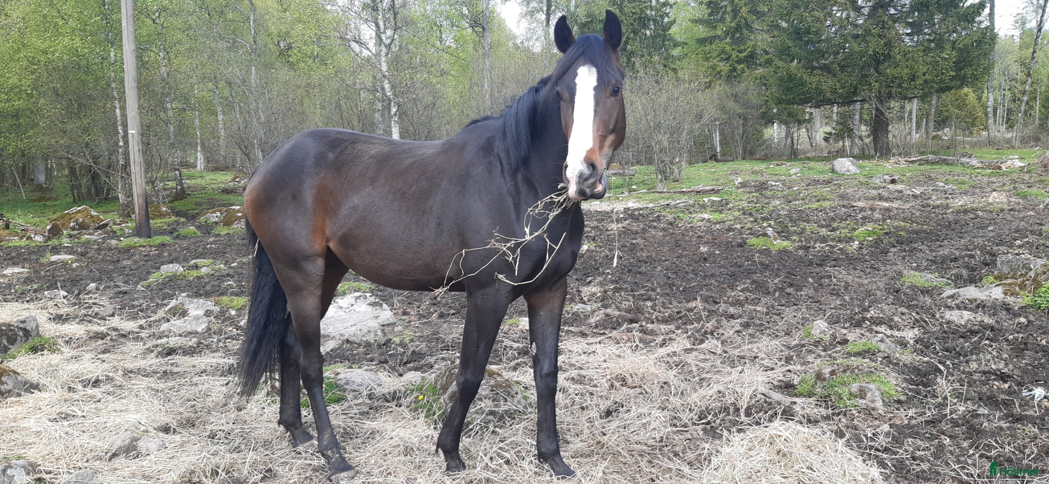  hästar Fint 2 års sto  - Annons 2