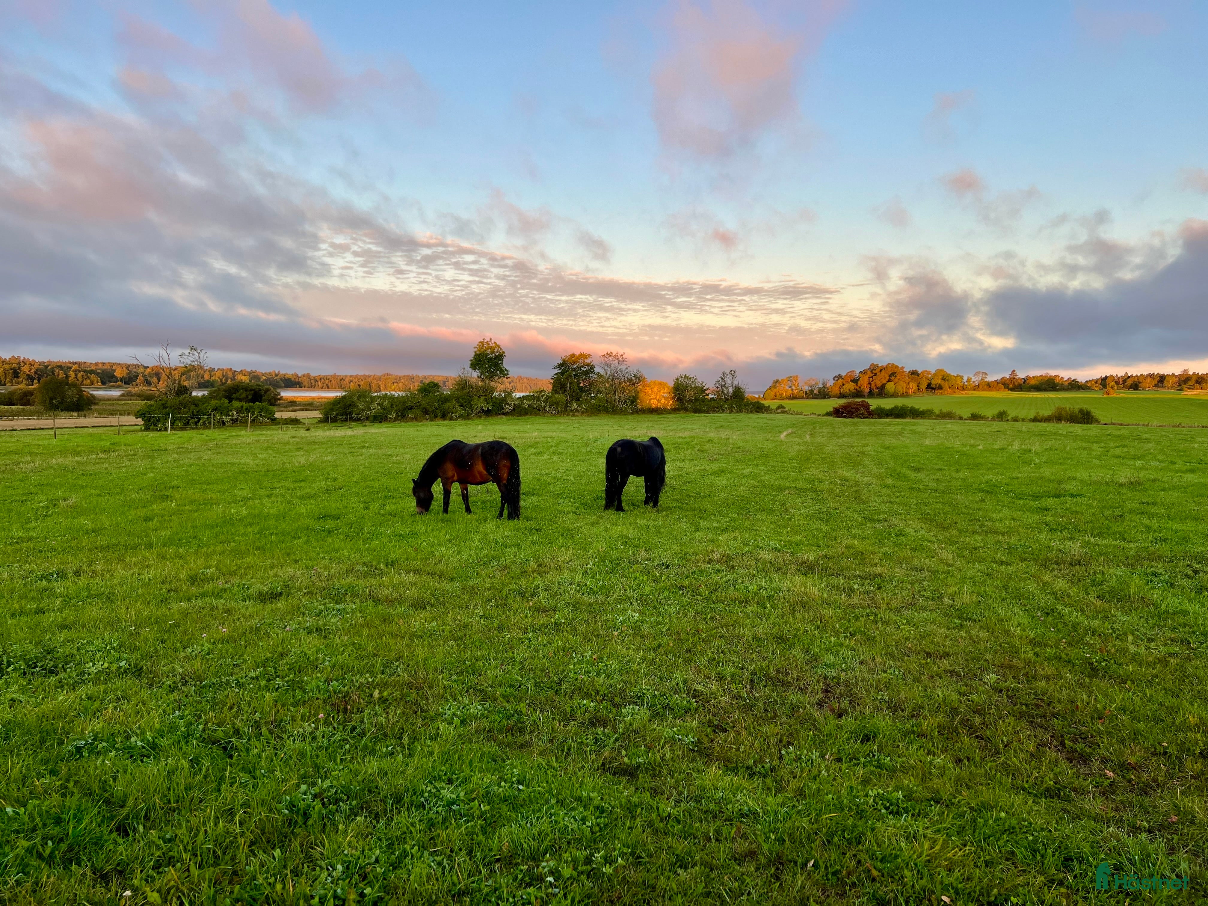 hästar Trygg och trafiksäker bästa vän sökes! - Annons 2