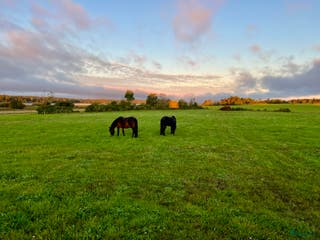 hästar Trygg och trafiksäker bästa vän sökes! - Annons 2