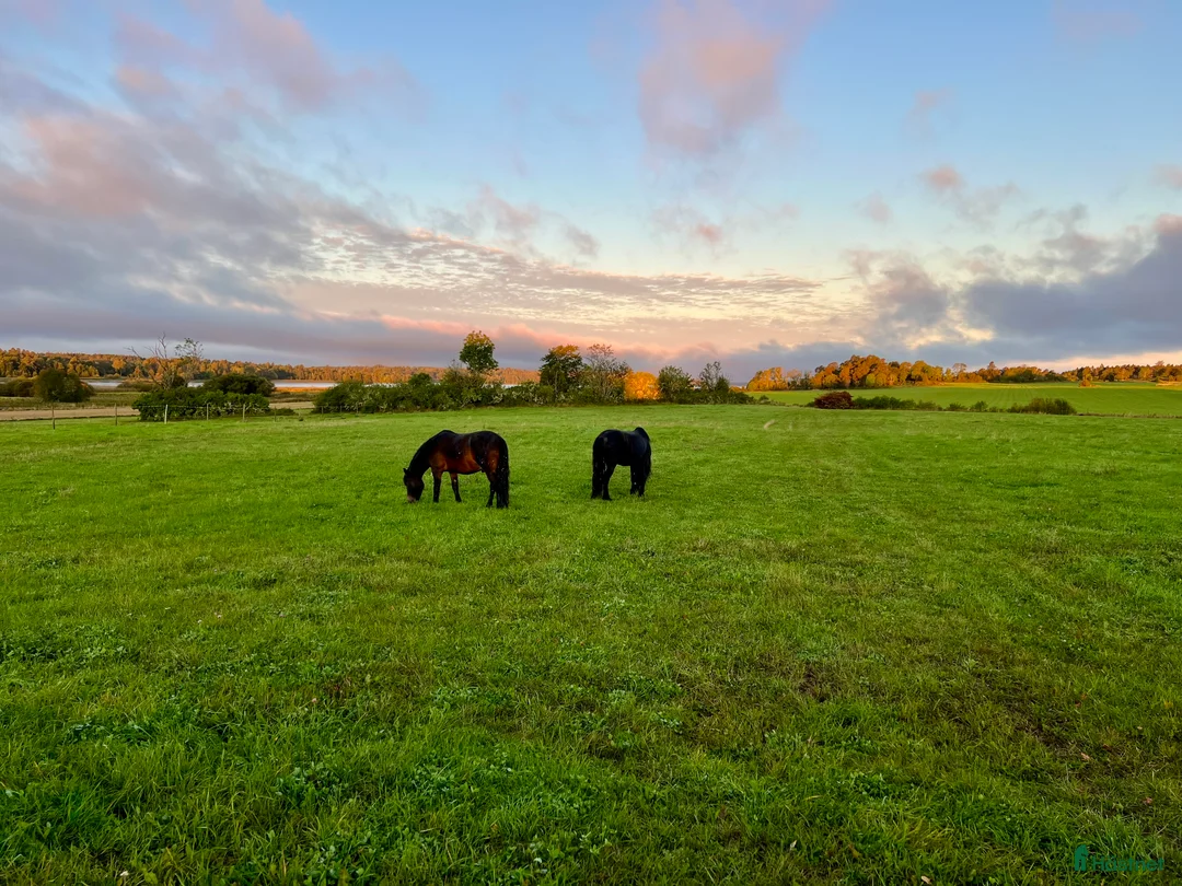 Allround hästar sökes: Trygg och trafiksäker bästa vän sökes! - Annons 1