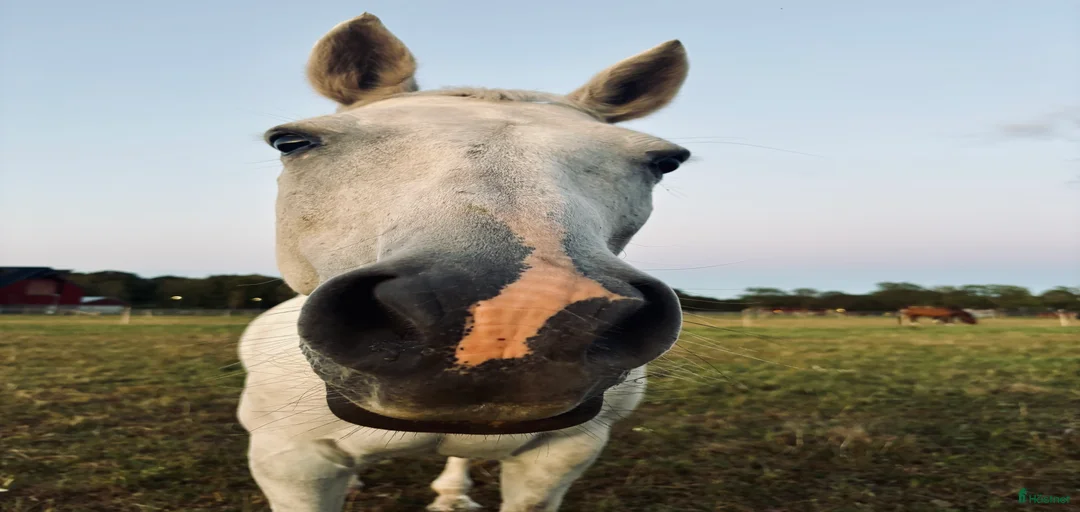 Galleribild {{count}}