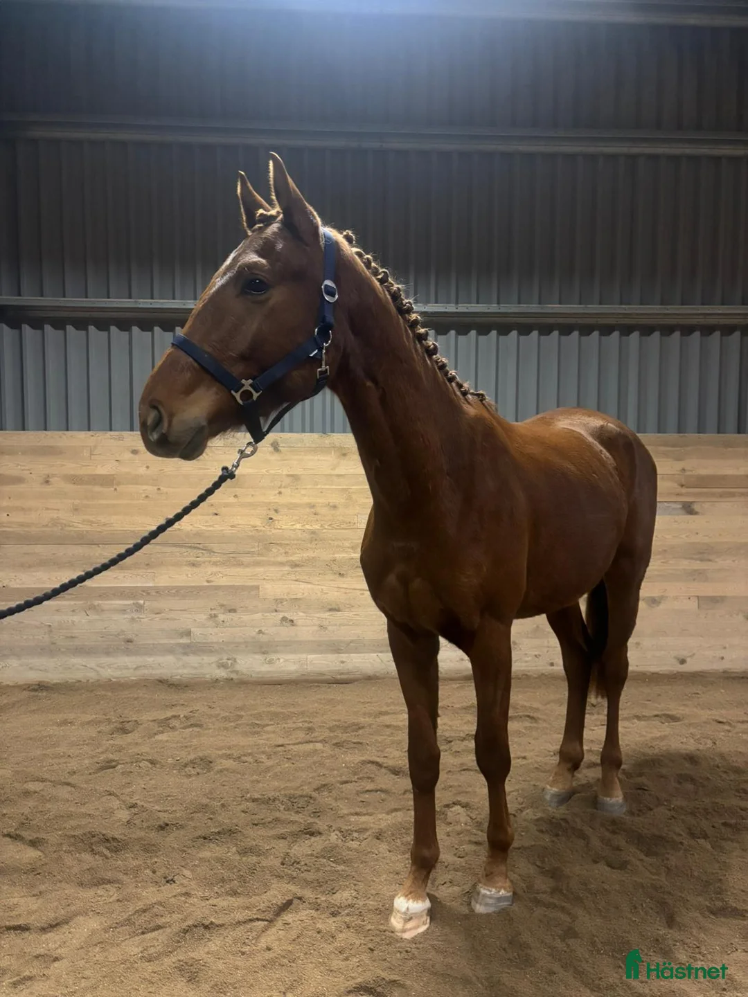 Dressyr hästar till salu: Underbar 3 års hingst - Annons 2