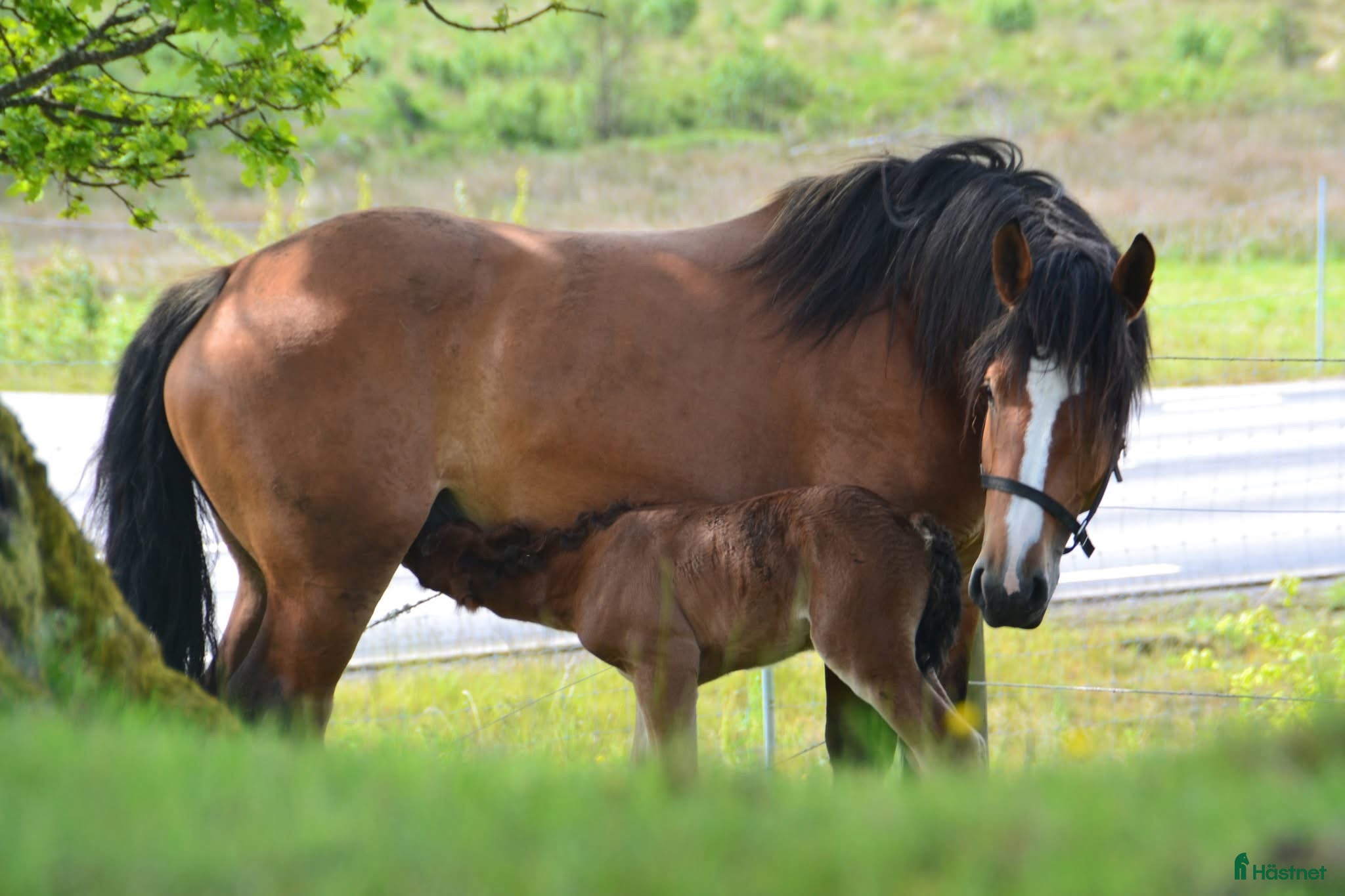  hästar Ardennersto - Annons 1