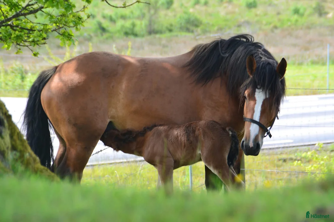 Allround hästar till salu: Ardennersto - Annons 1