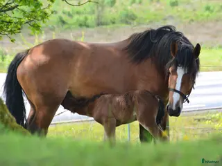 hästar Ardennersto - Annons 1