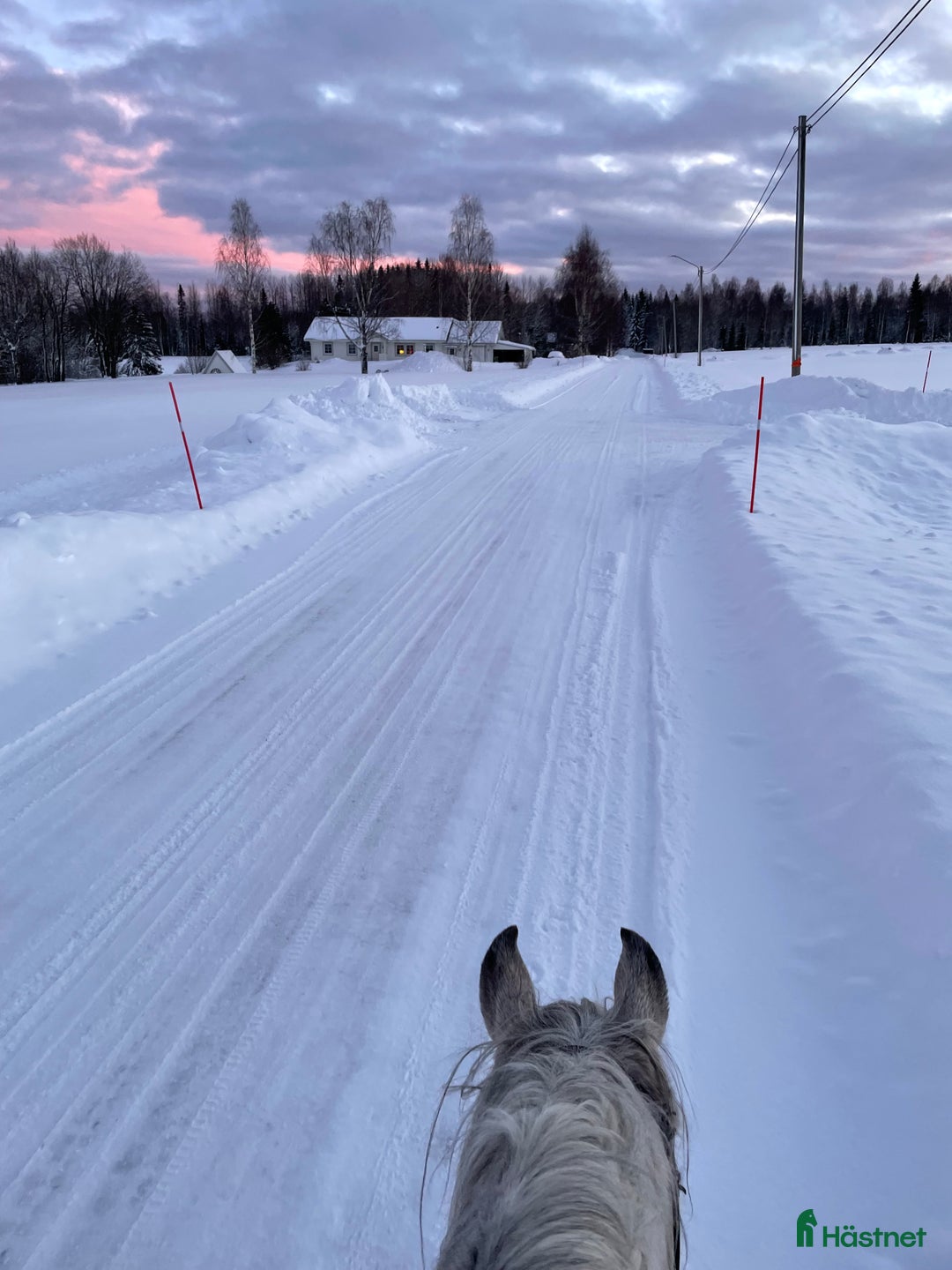  stallplats finnes: Bete och lösdriftsplats utanför Överboda, Umeå i Umeå - Bild 6