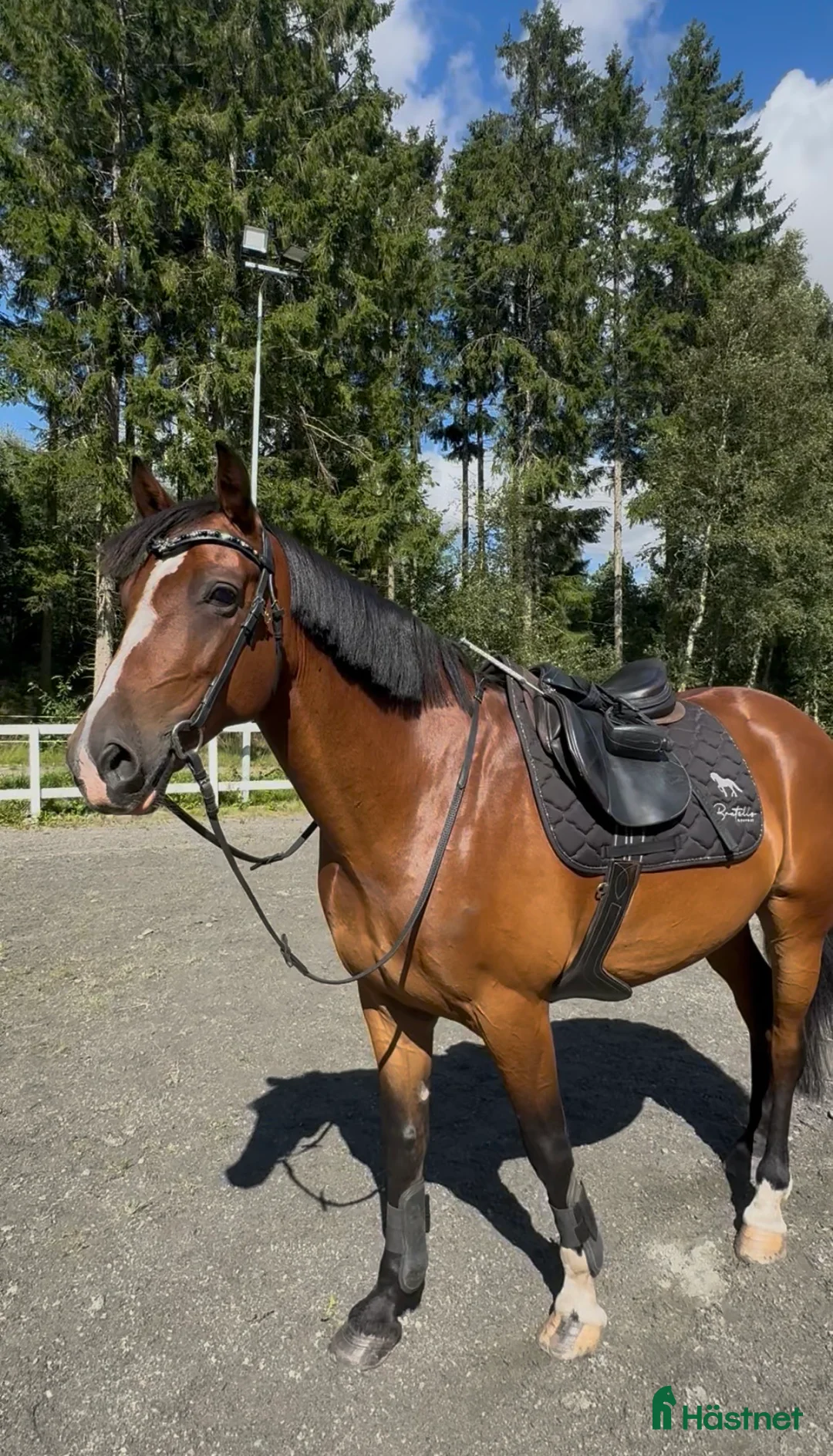 Allround hästar till salu: Intressekoll i Grästorp - Annons 2