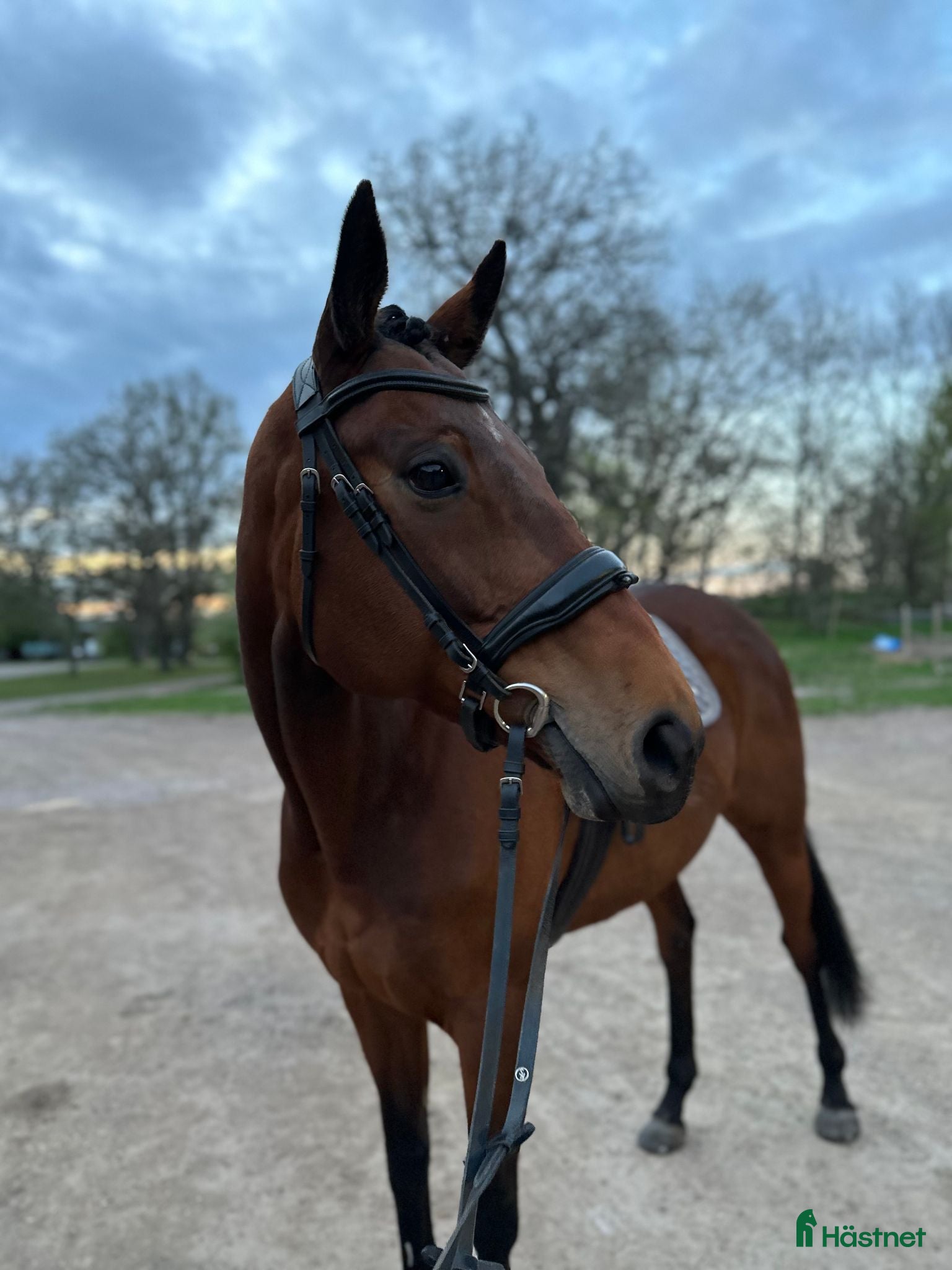  hästar välridet och energiskt sto - Annons 1