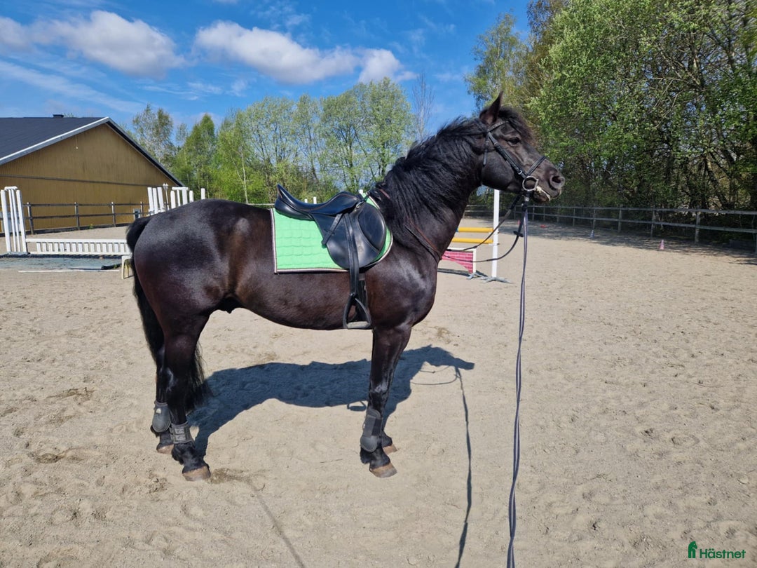 Allround hästar till salu: Morgan valack i Sätila - Annons 3