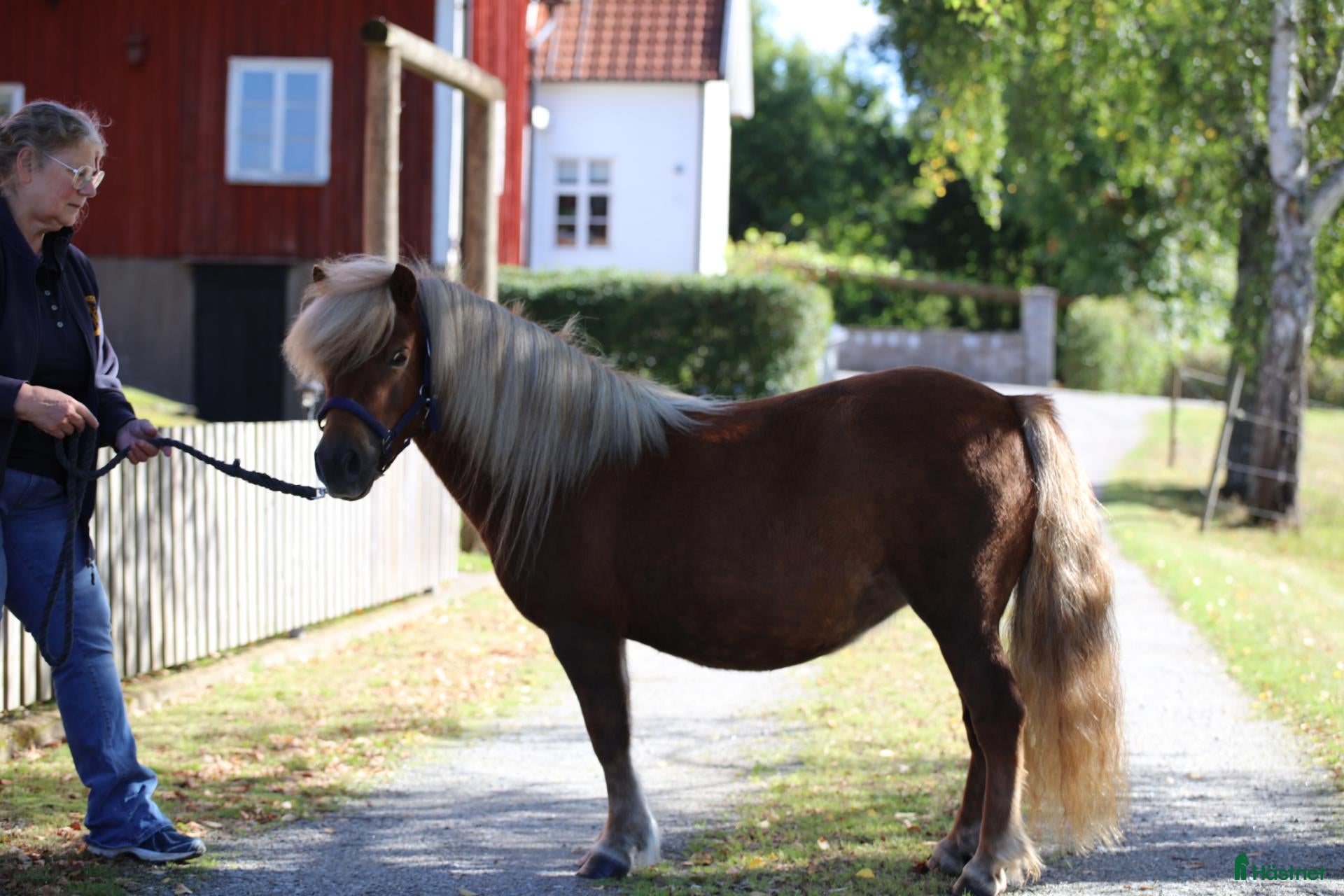  hästar DIPLOMSTO Blossbo's Ninni - Annons 8