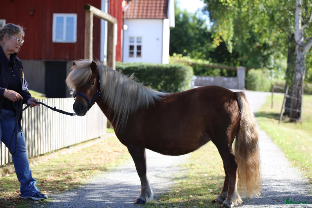 Allround hästar till salu: DIPLOMSTO Blossbo's Ninni - Annons 1