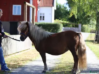 hästar DIPLOMSTO Blossbo's Ninni - Annons 8