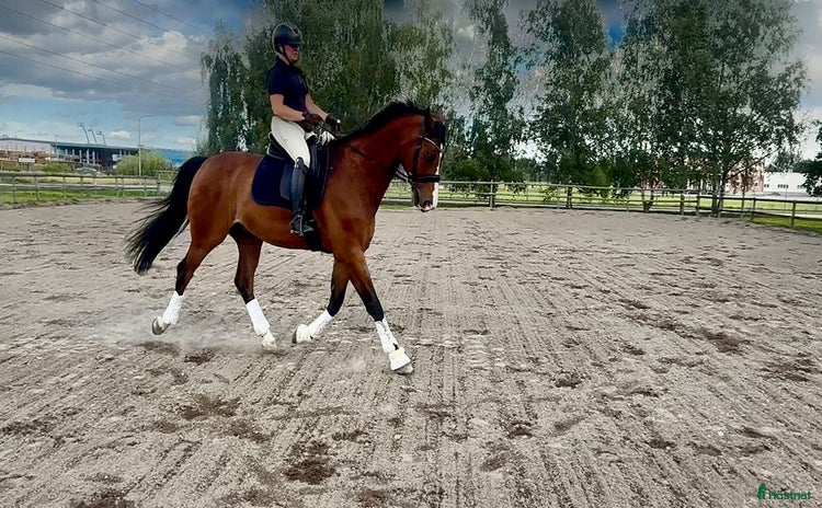  hästar i Örebro - Annons 14