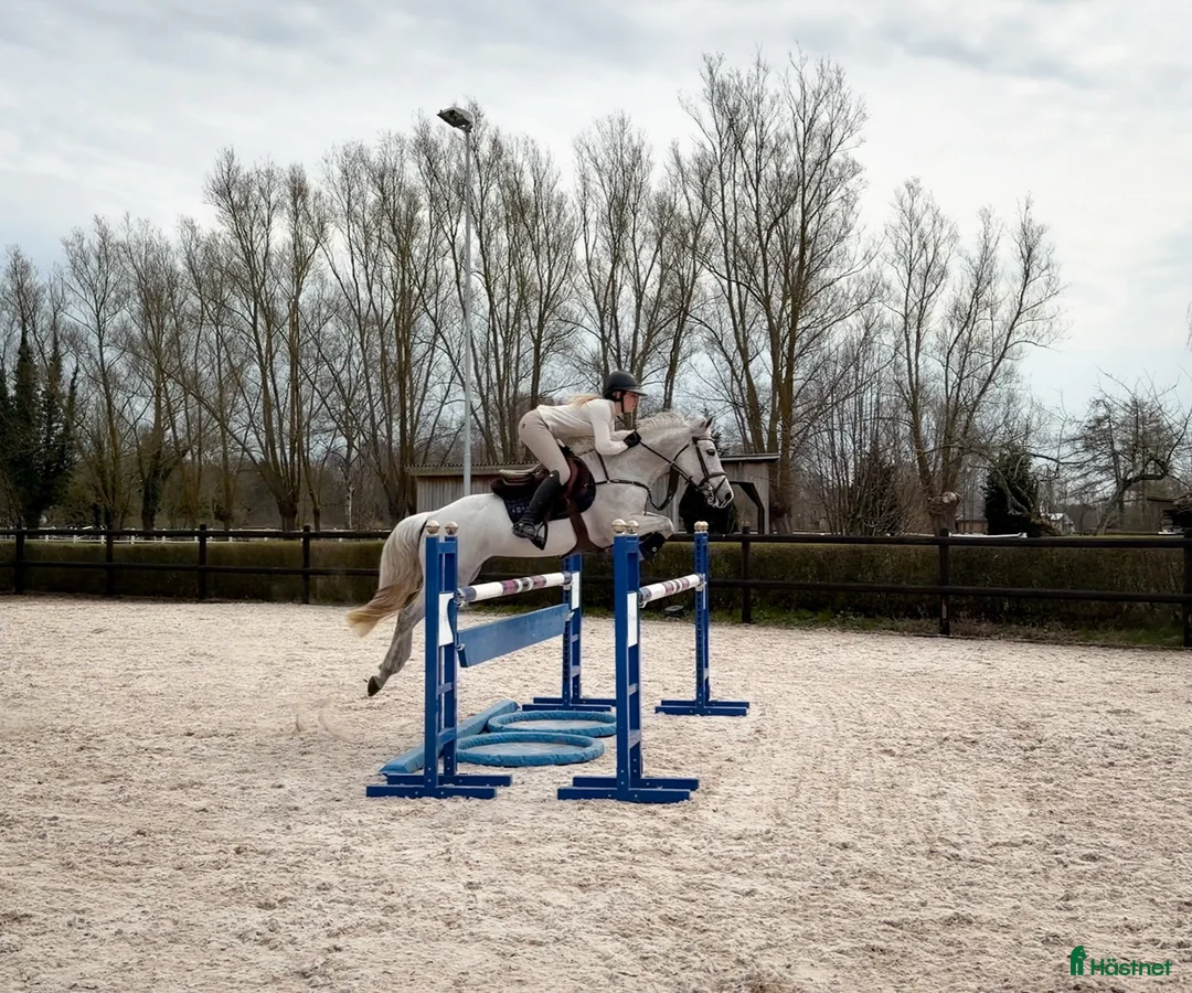 Hoppning hästar till salu: Tävlingsponny för det större i Saxtorp - Annons 1