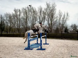 Hoppning hästar till salu: Tävlingsponny för det större - Annons 1