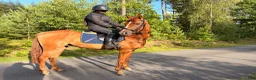 Allround hästar till salu: Hopp ponny 🐴 - Annons 4