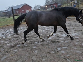 hästar Grön häst i Lilla Edet - Annons 2