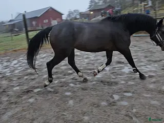 hästar Grön häst - Annons 14