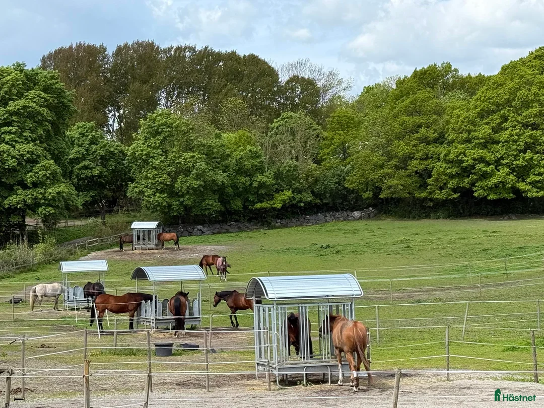  stallplats finnes: ✨ Lediga stallplatser i Karlskrona✨ i Lyckeby - Annons 3