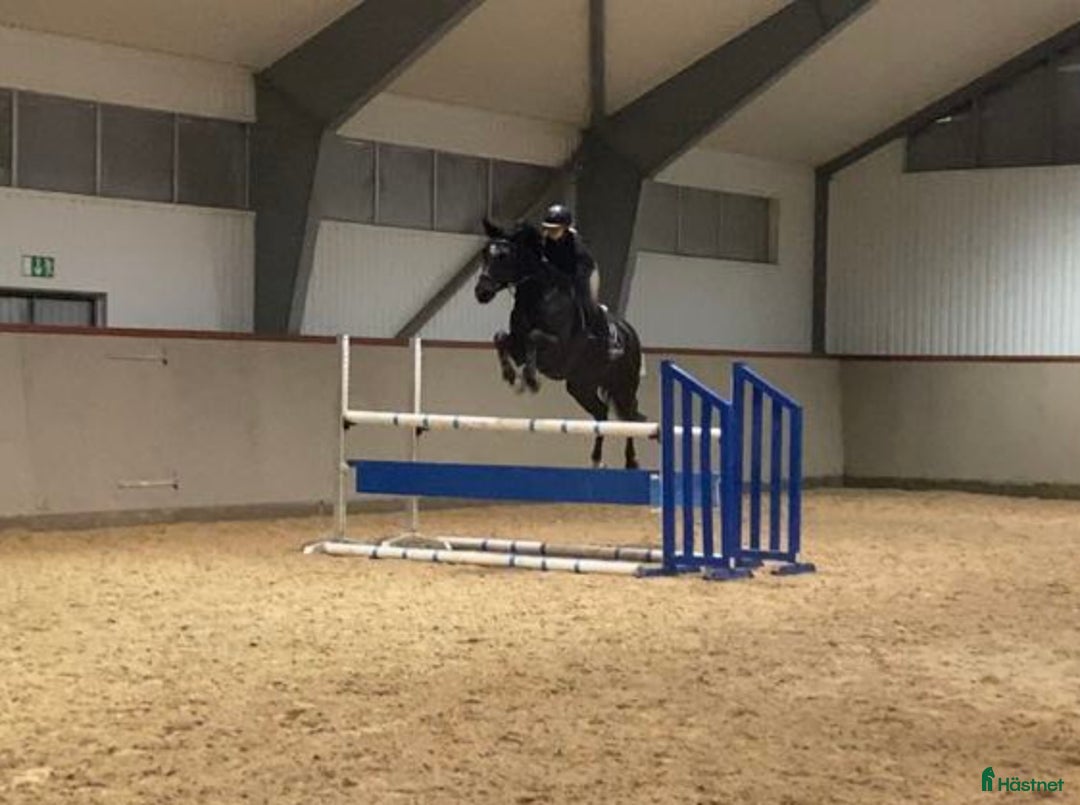 Allround hästar till salu: Vackert sto med fin stam för valfri disciplin  i Sollentuna - Annons 2