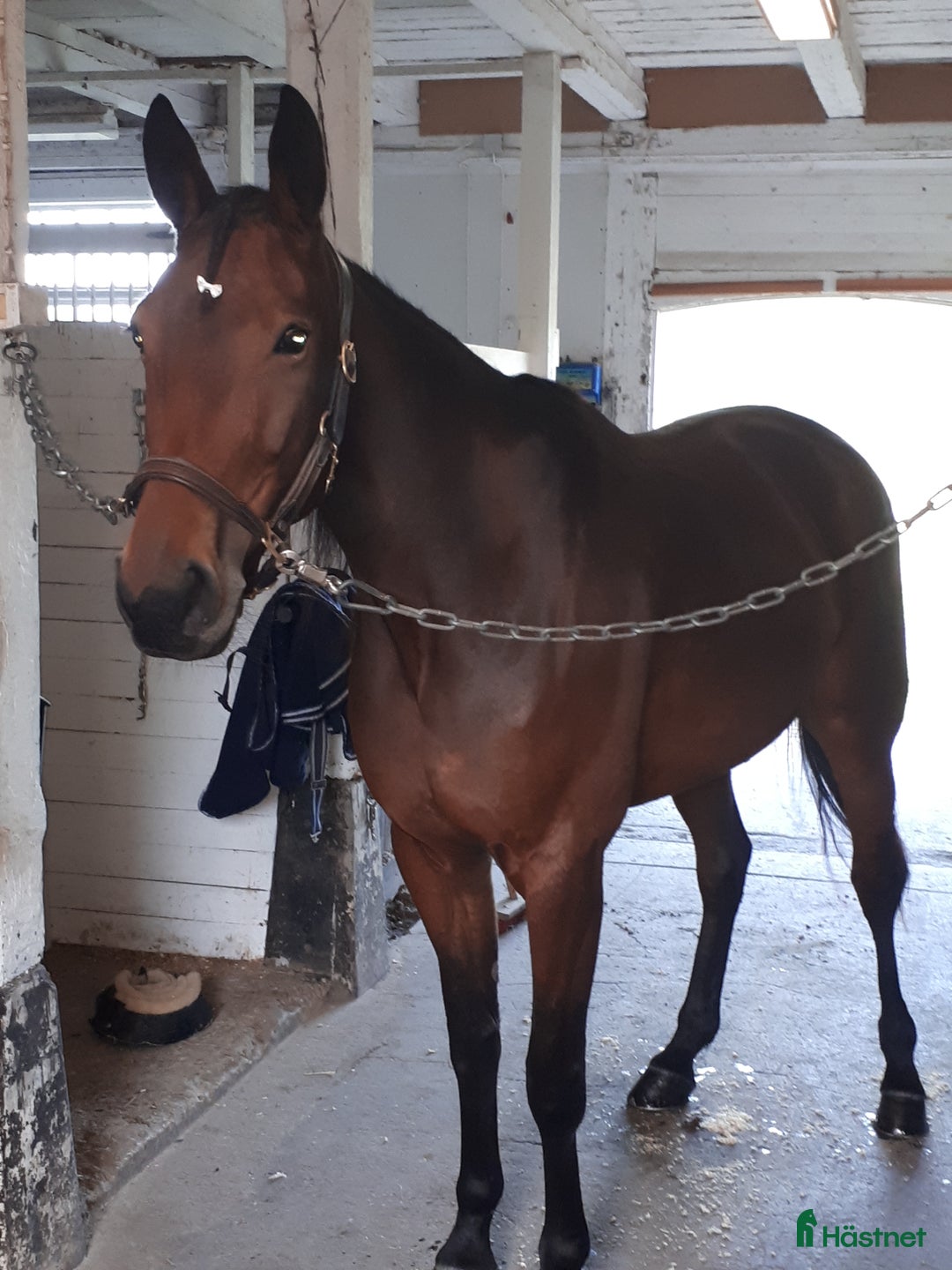 Allround hästar till salu: Stabil o trygg promenadhäst i Östra Ryd - Annons 5