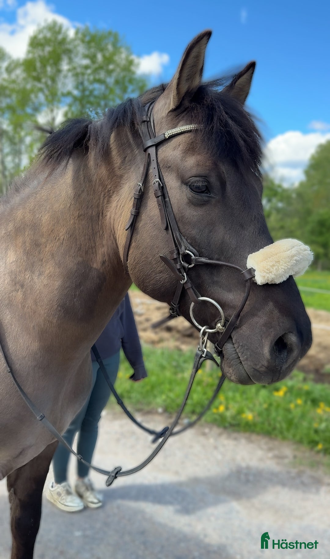 Allround hästar till salu: Maxad C-ponny i Fagersta - Annons 3