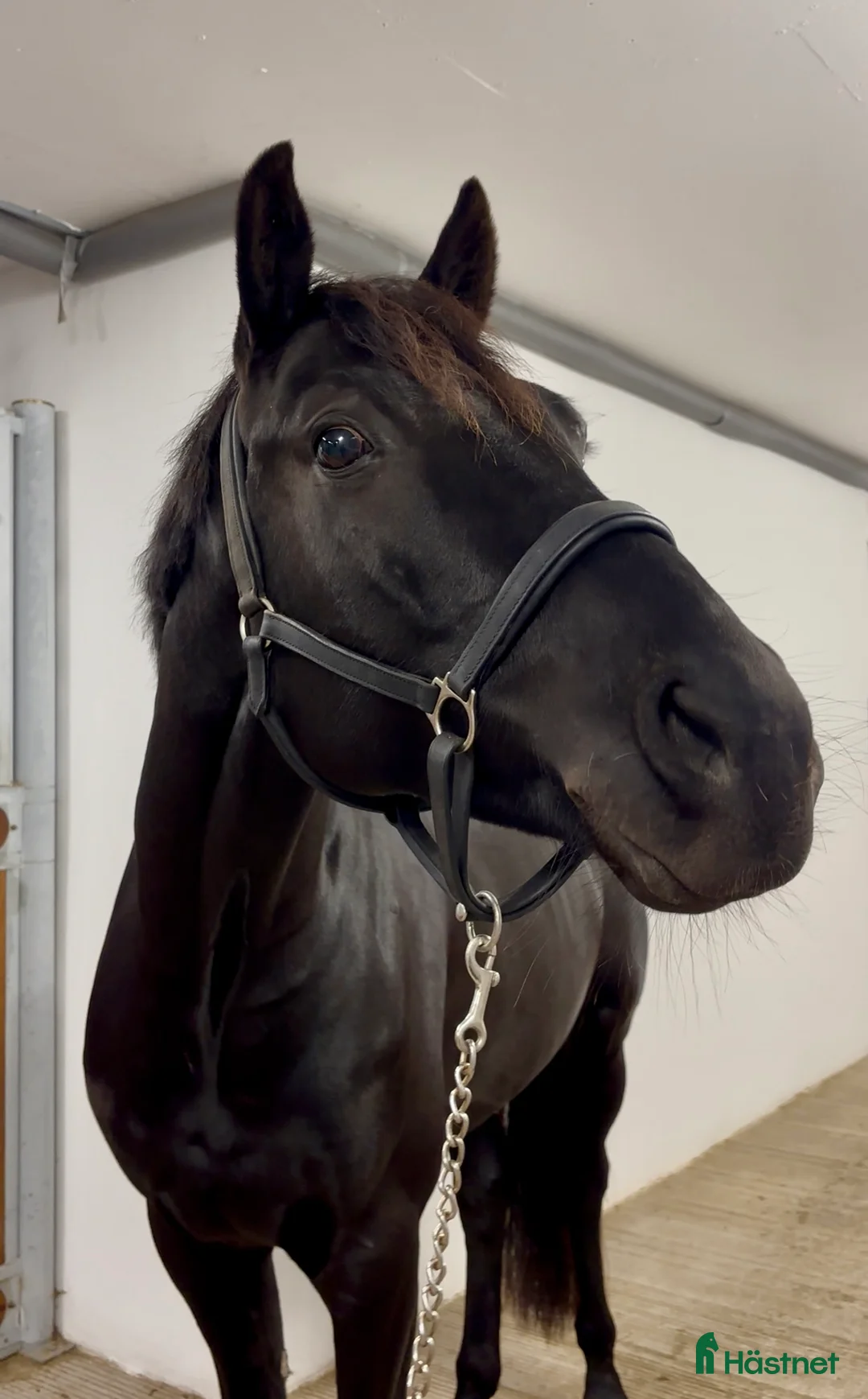 Dressyr hästar till salu: Framtidig superstjärna - Annons 4