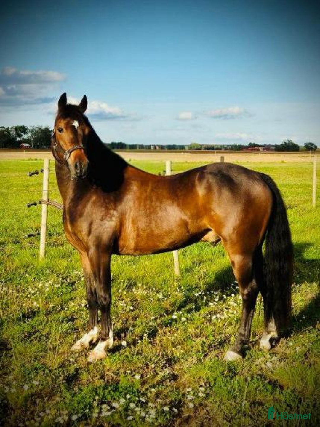 Hoppning hästar till salu: Charmig 4-årig ridponny valack i Skara - Annons 2