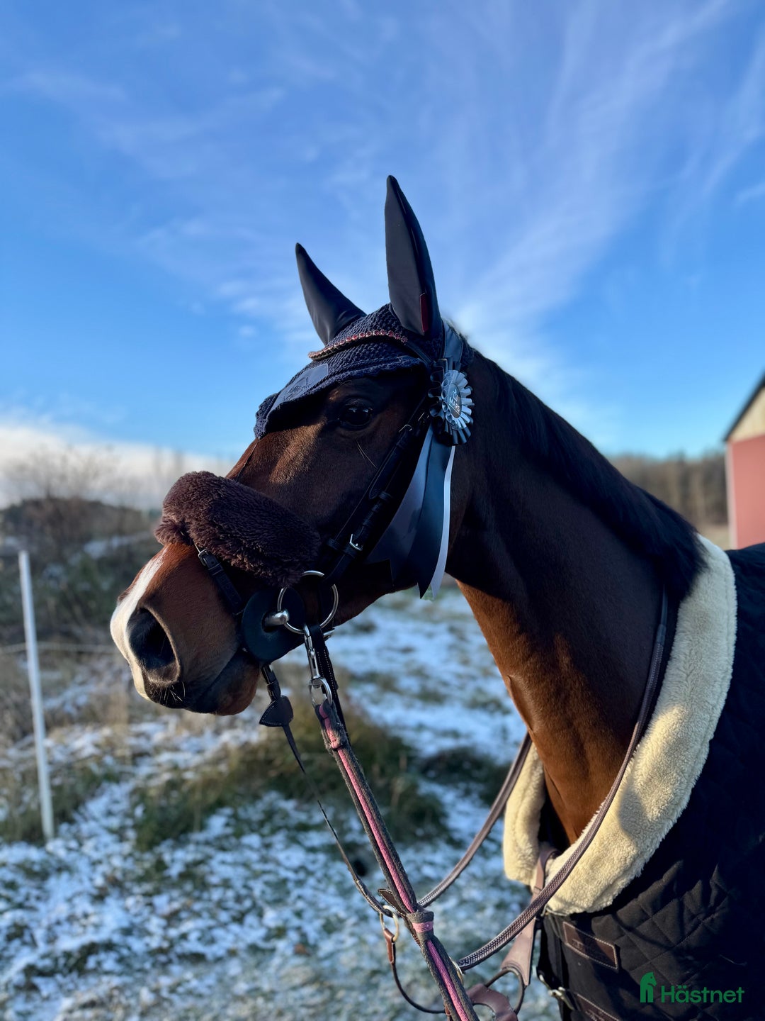 Hoppning hästar till salu: 4år e: Hardrock Z i Åtvidaberg - Annons 3