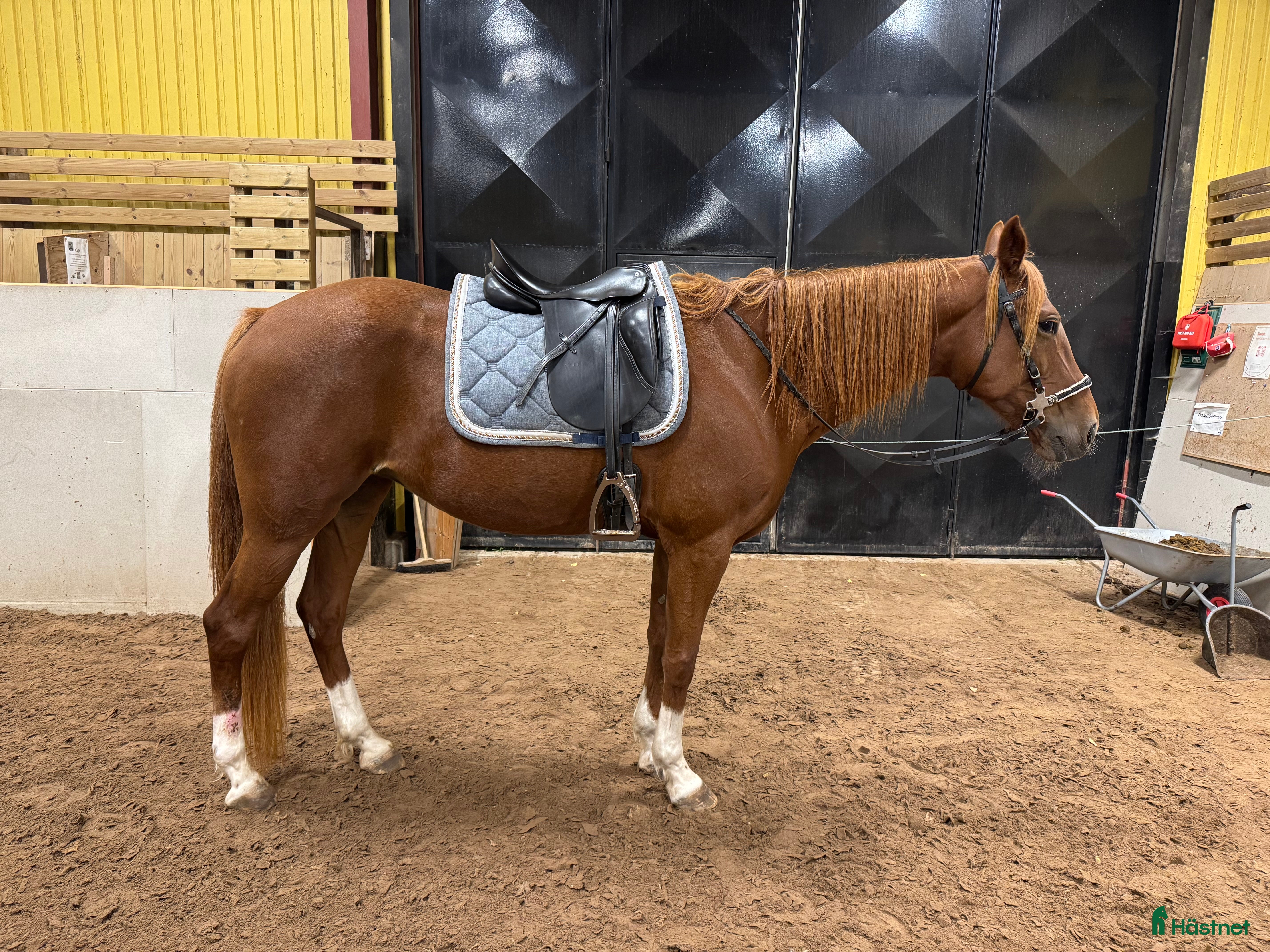 Sadlar hästutrustning till salu: Fin Dressyrsadel i Nybro - Annons 19