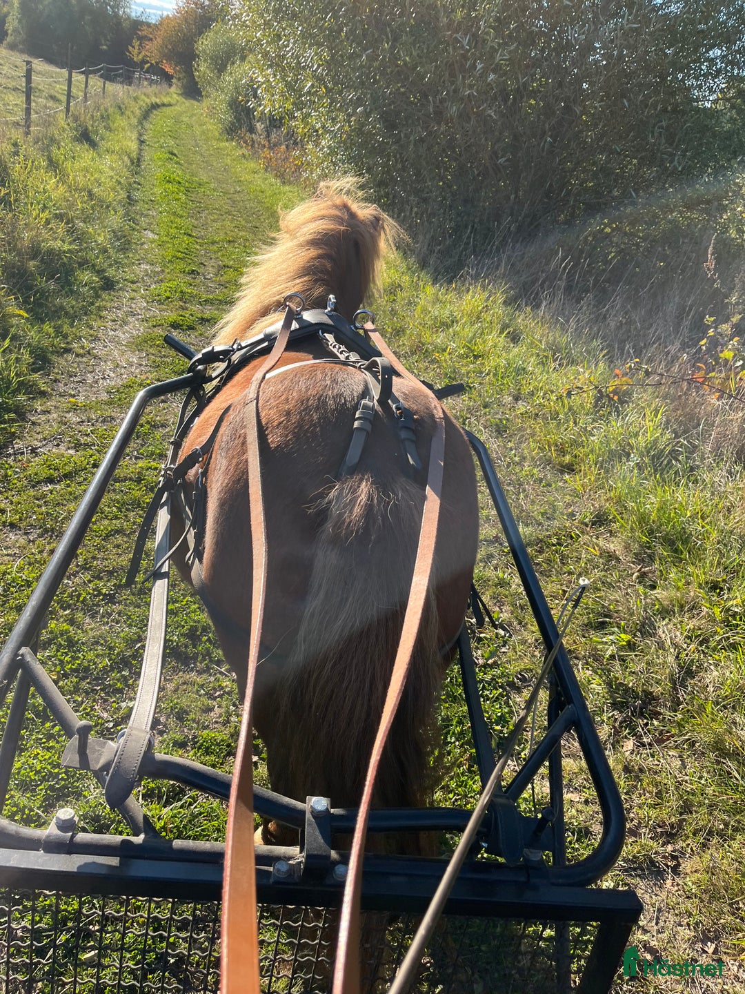 Allround hästar till salu: Bästa barnponnyn i Skurup - Annons 2