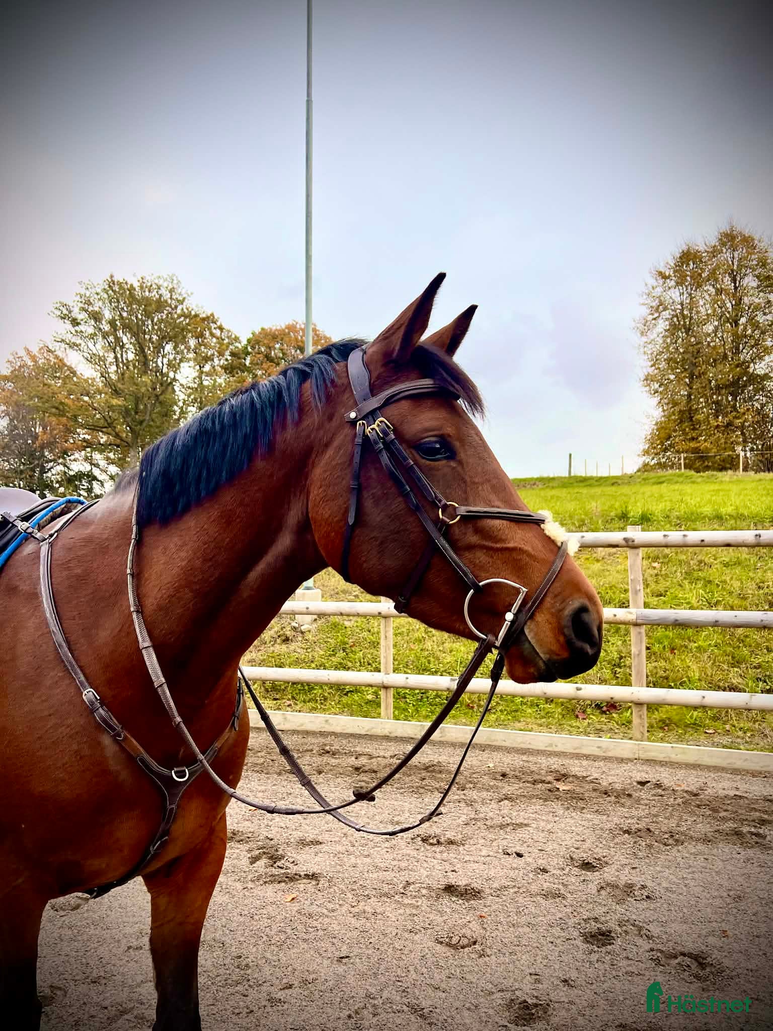  hästar Sto redo för fyraårssäsongen - Annons 14