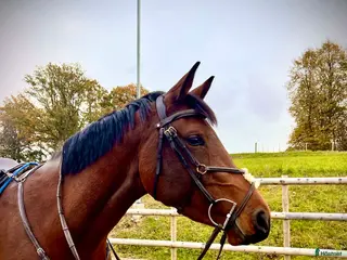 hästar Sto redo för fyraårssäsongen - Annons 14