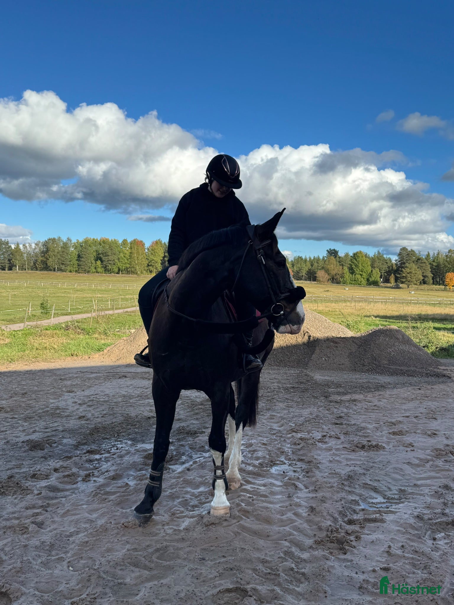  hästar Söker medryttar häst  - Annons 5