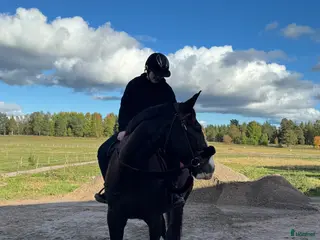 hästar Söker medryttar häst - Annons 5