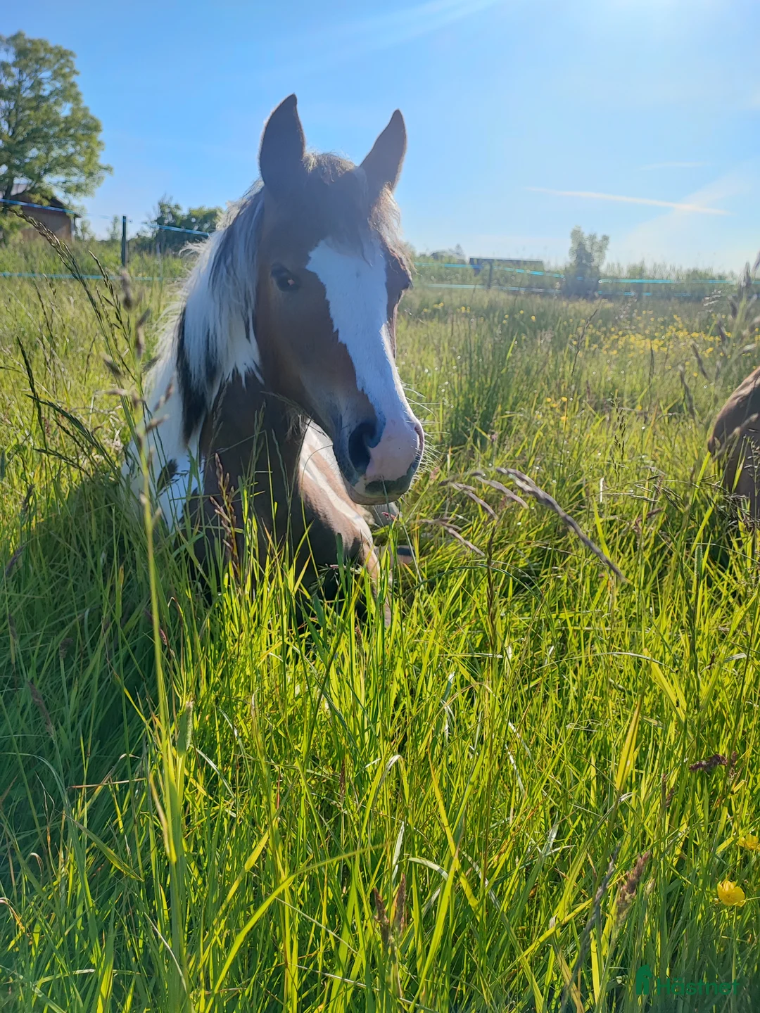 Allround hästar till salu: Härlig ettåring  i Lycke - Annons 1