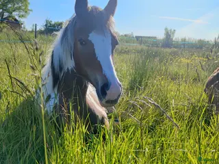 hästar Härlig ettåring i Lycke - Annons 21