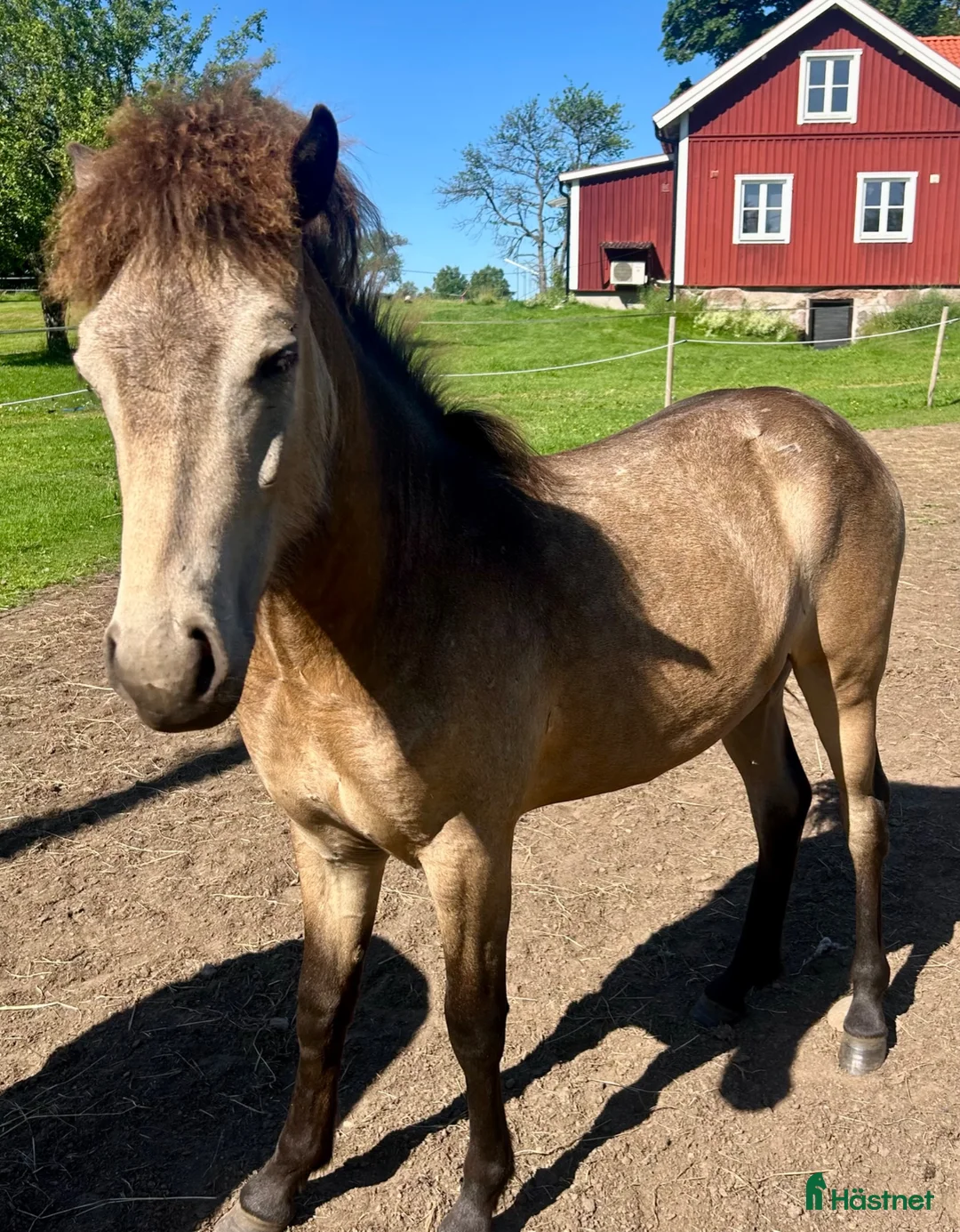 Island hästar till salu: Vacker islandshingst - Annons 1