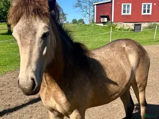 hästar Vacker islandshingst - Annons 2