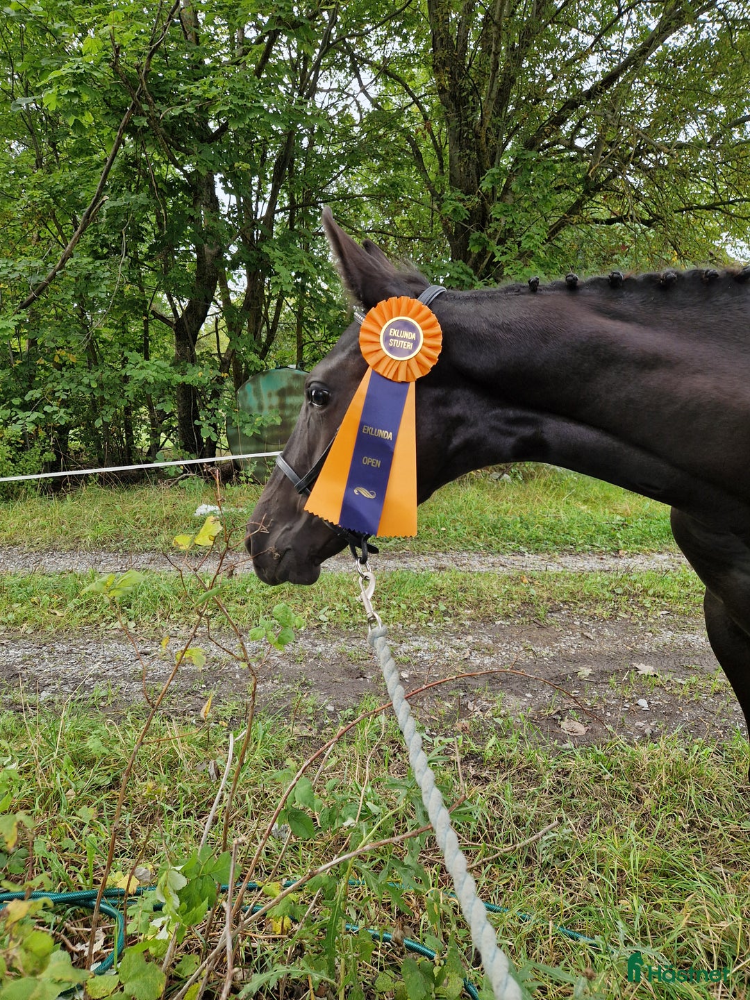 Hoppning hästar till salu: Vackra Wakanda i Glanshammar - Annons 3